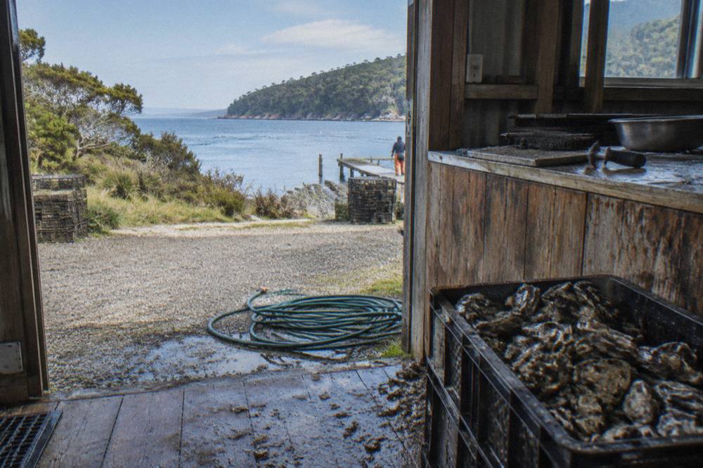 Oyster shells stacked beside a wooden counter at a seaside producer shed