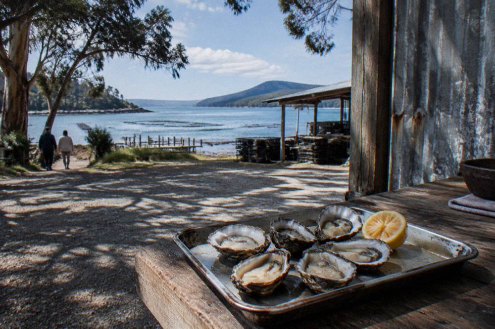 Freshly shucked oysters on a tray beside a farm gate counter