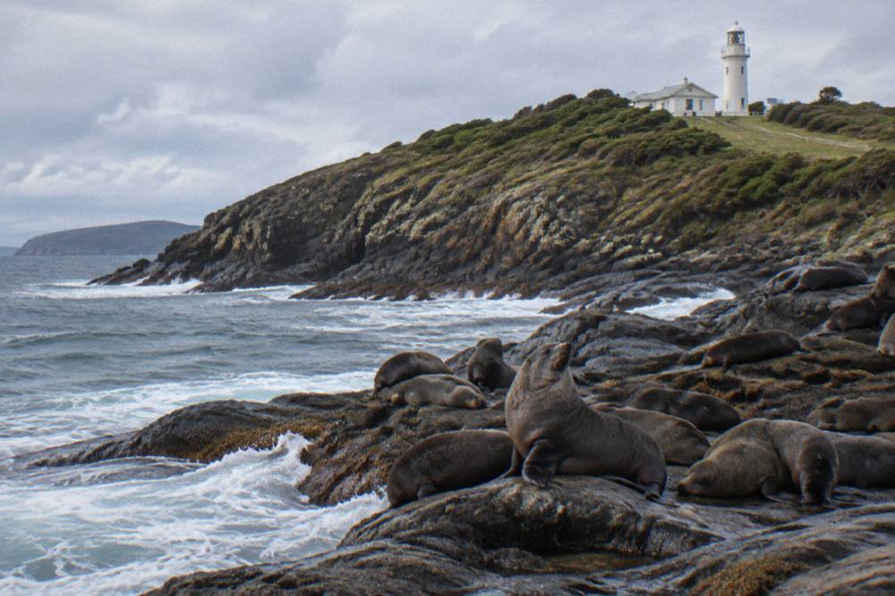 Australian fur seals resting on sloping rocks at the base of a sea cliff