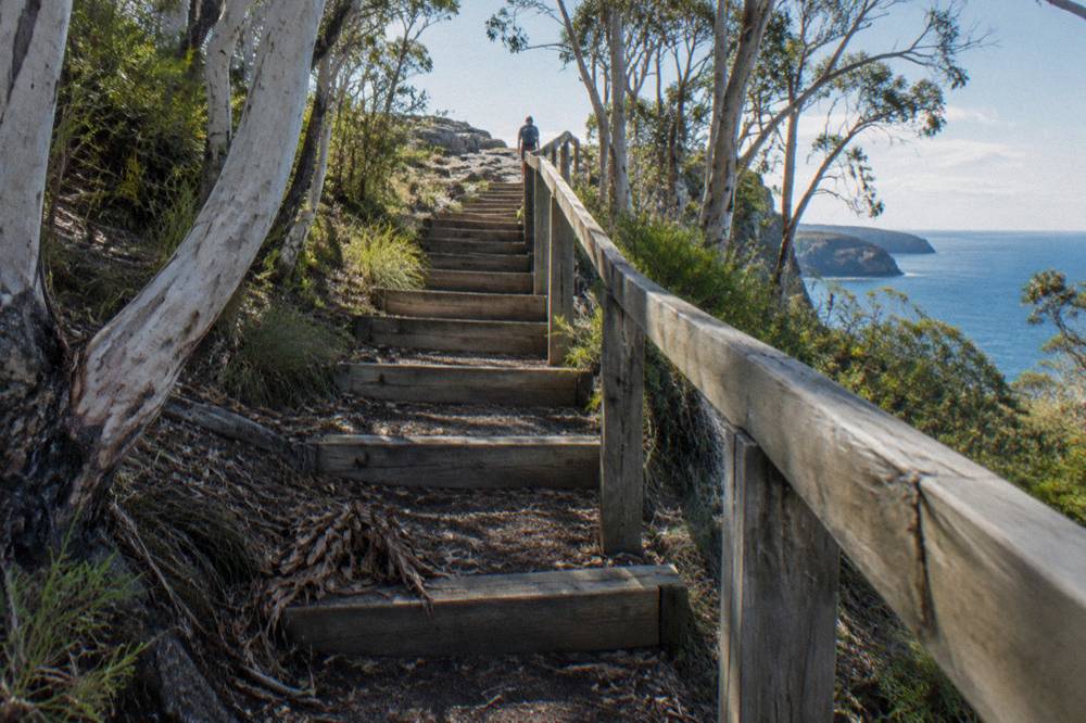 Wooden staircase climbing a forested headland toward an open cliff top