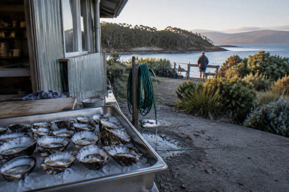 Freshly shucked oysters on a tray at an outdoor seafood counter