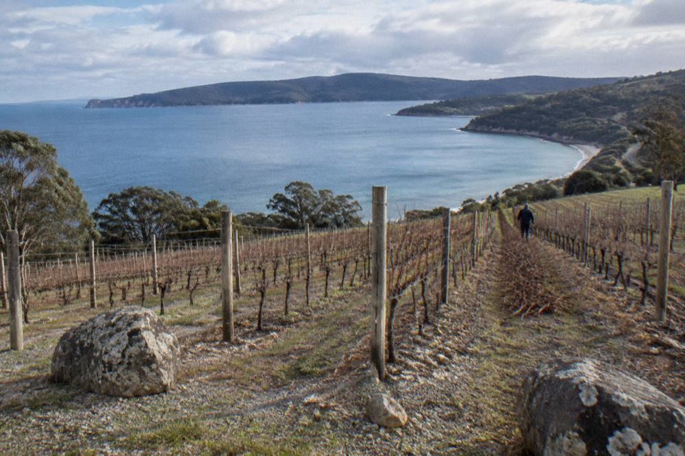A vineyard rows landscape under a partly cloudy sky near the coast