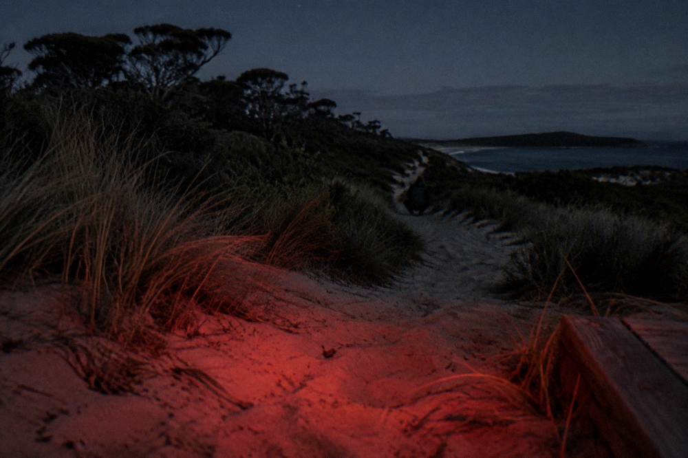 Red-filtered torch light glowing faintly on a sandy path between low dune grasses at night