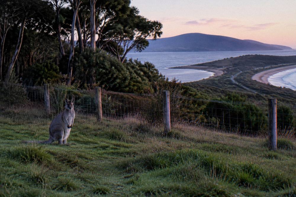 Pale Bennett's wallaby standing in a grassy paddock at the edge of dark forest