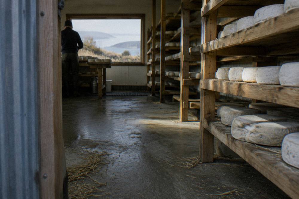 Rounds of artisan cheese resting on wooden shelves in a cellar room