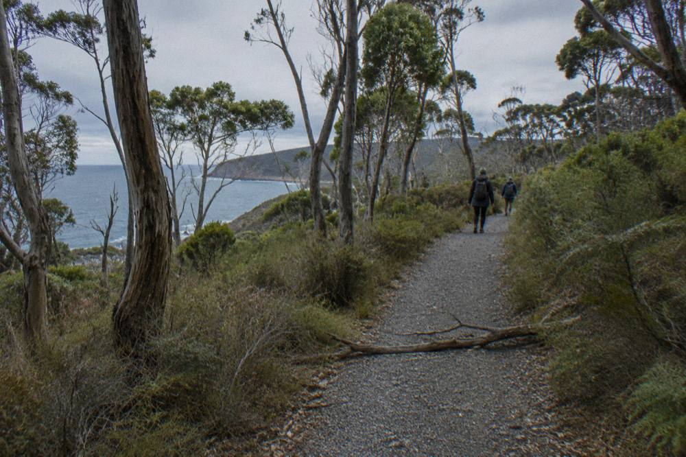 A gravel walking track winding through coastal scrub with a glimpse of blue ocean between the trees