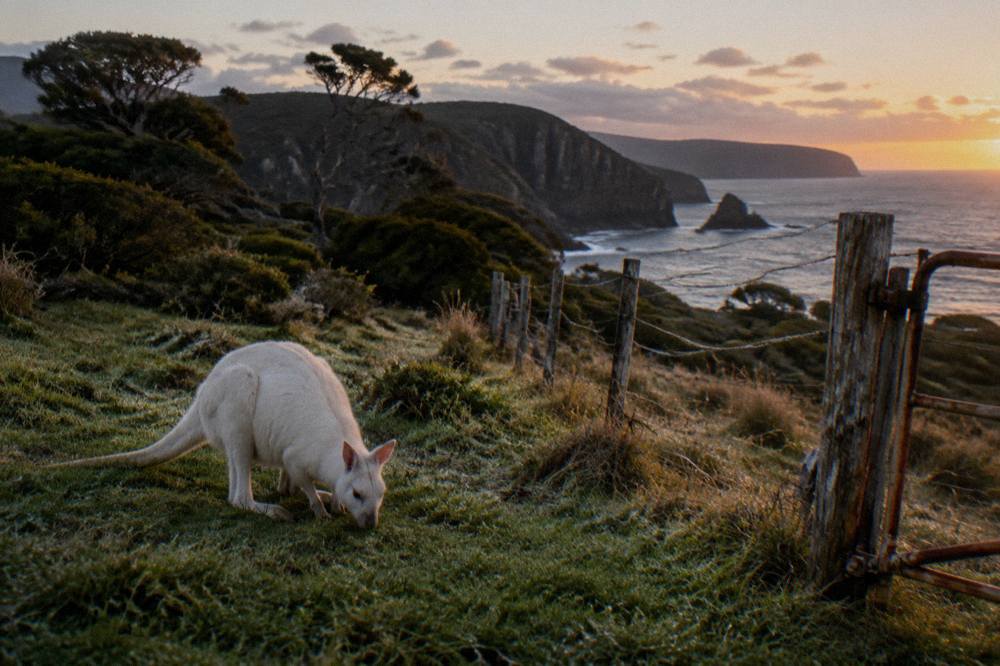 A white wallaby grazing on short grass beside a wooden fence in a paddock