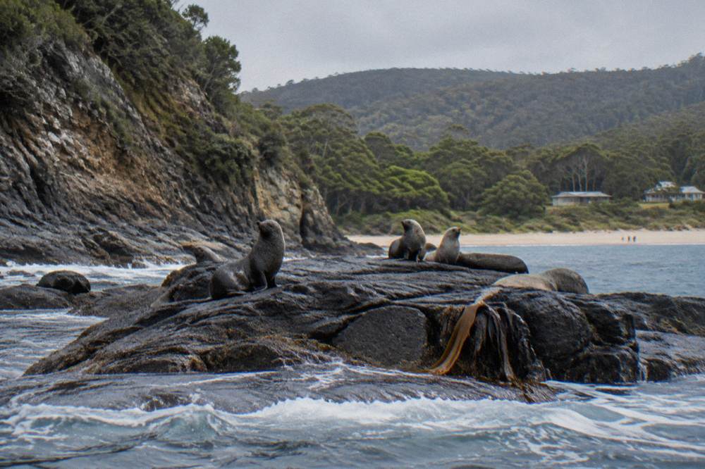 Rocky shoreline with seals resting on dark stone islets below sea cliffs