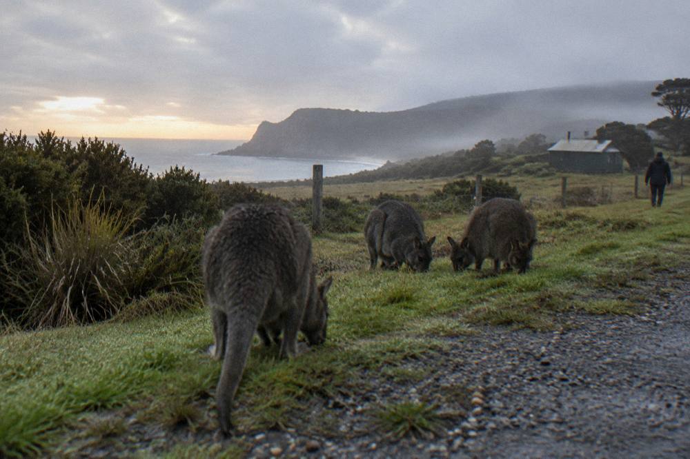 A cluster of grey wallabies grazing together on a grassy roadside verge in low light