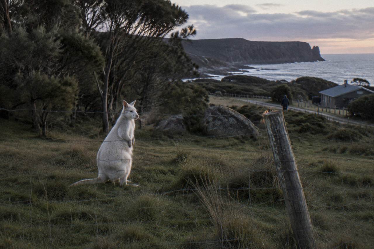 A pale white wallaby standing in a grassy paddock near a line of trees at dusk