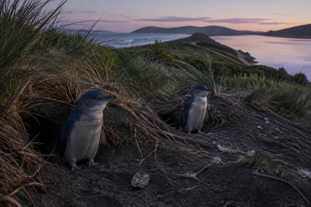 Small penguins standing on dark sand near shallow burrows at twilight